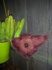 Stapelia grandiflora