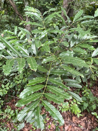 African mahogany