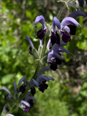 Salvia indica