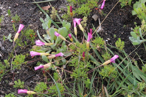 Oxalis glabra (Oxalis glabra)