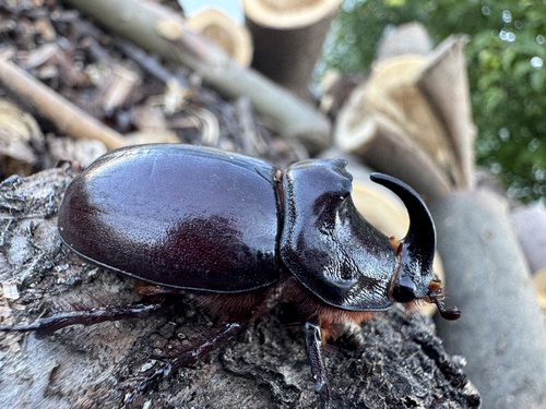 European Rhinoceros Beetle