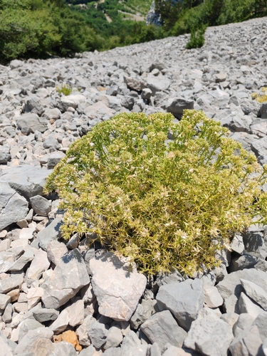 Drypis spinosa, photograph 4