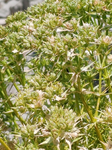 Drypis spinosa, photograph 5