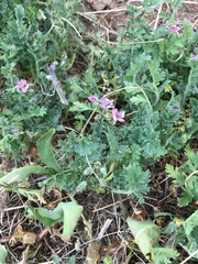 Erodium cicutarium