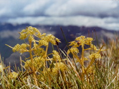 Aciphylla monroi