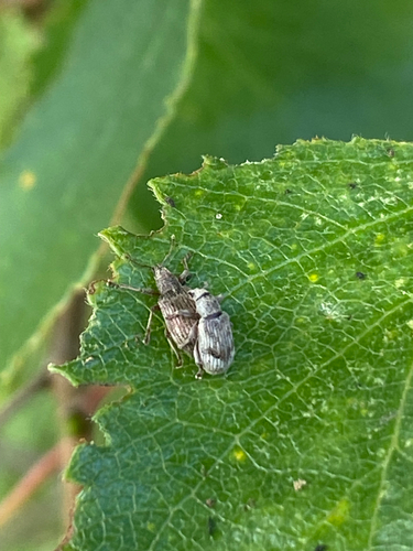 Polydrusus tereticollis