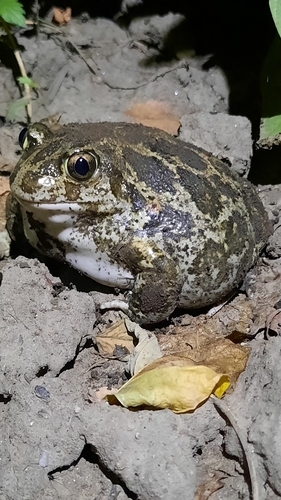 Balkan Spadefoot