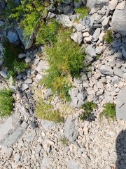 Athamanta turbith, photograph (c) Ljaž, some rights reserved (CC BY)