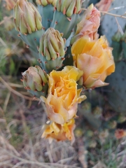 Opuntia