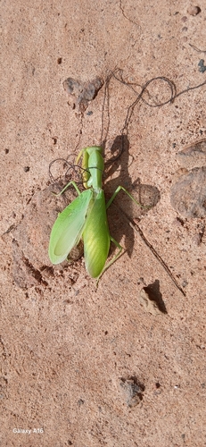 African Lined Mantis
