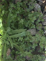 Polycarpon tetraphyllum tetraphyllum