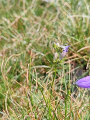 Campanula marchesettii