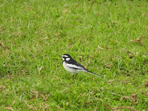 iNaturalist: (c) Francisco J. Serrano Eizaguerri, some rights reserved (CC BY-NC), uploaded by Francisco J. Serrano Eizaguerri iNaturalist image