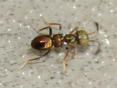 Metanotalia