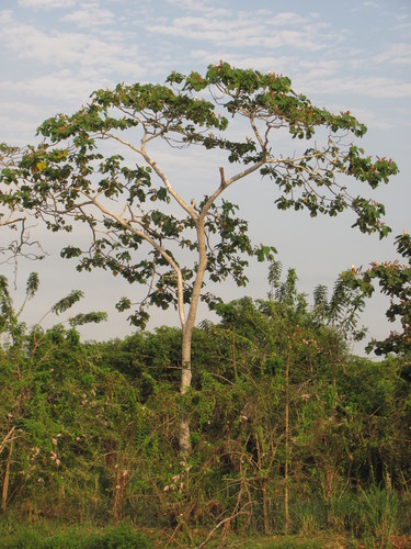 Balsa tree  Future Tree Health