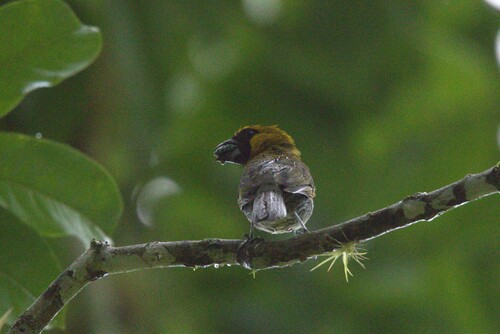 Black-faced Grosbeak (Caryothraustes poliogaster), photo 7