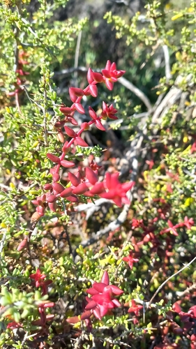 Crassula subaphylla