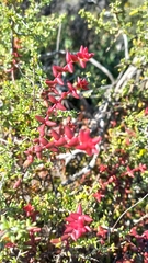 Crassula subaphylla