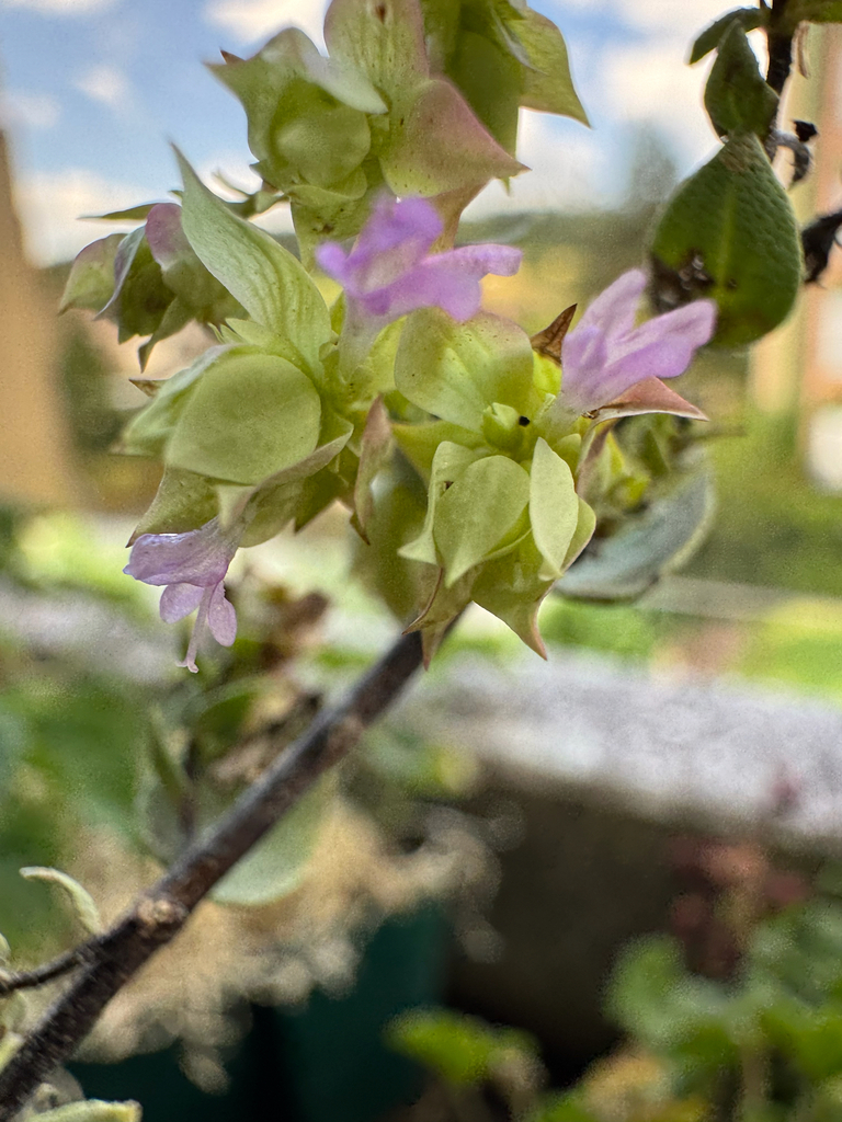Origanum hypericifolium