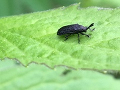 Microrhopala excavata