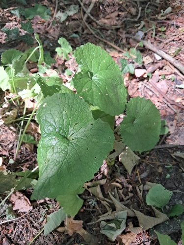 garlic mustard