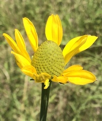Rudbeckia texana