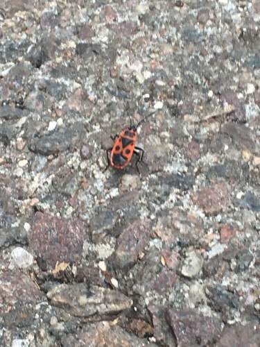 European Firebug