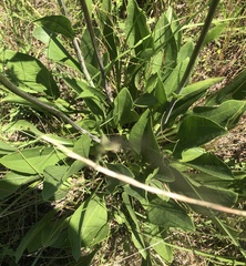 Rudbeckia texana