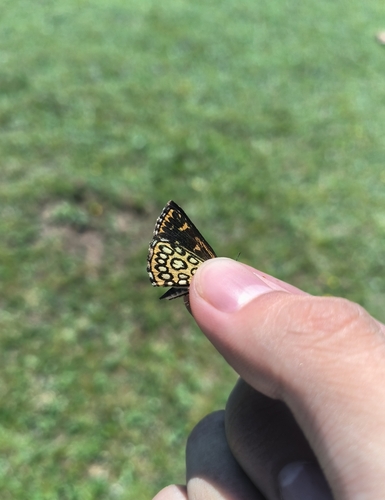 Large Chequered Skipper
