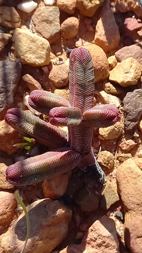 Crassula pyramidalis