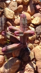 Crassula pyramidalis