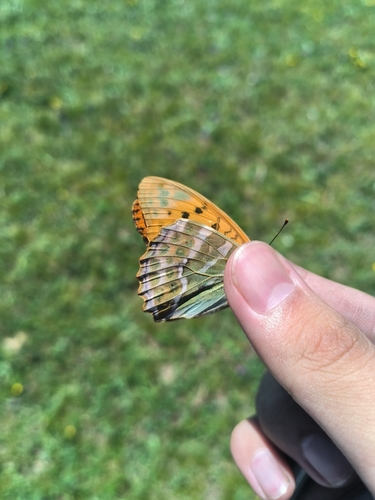 Silver-washed Fritillary