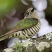 Shining Bronze Cuckoo - Photo (c) Vik Dunis, some rights reserved (CC BY-NC), uploaded by Vik Dunis