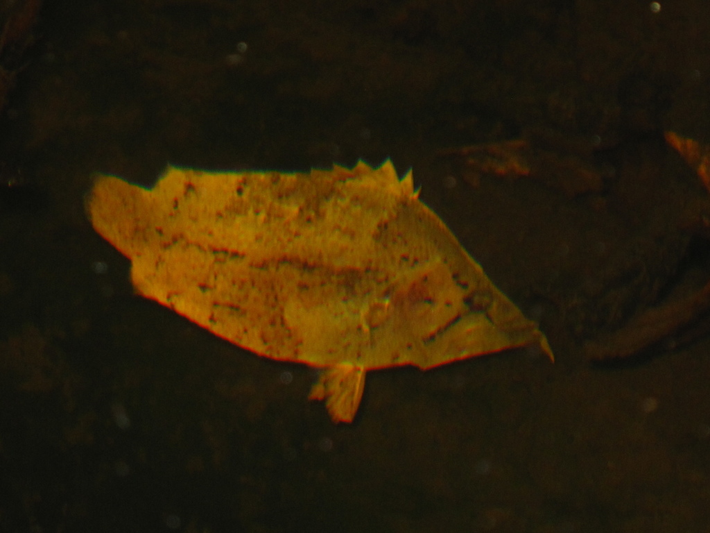 Monocirrhus