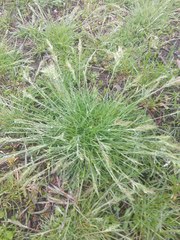 Poaceae