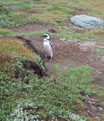 Spheniscus magellanicus