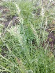 Poaceae