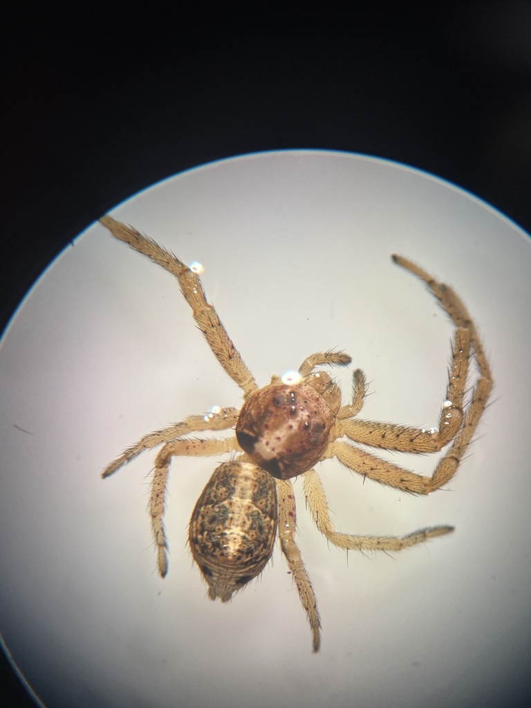 Tmarus metropolitanus
