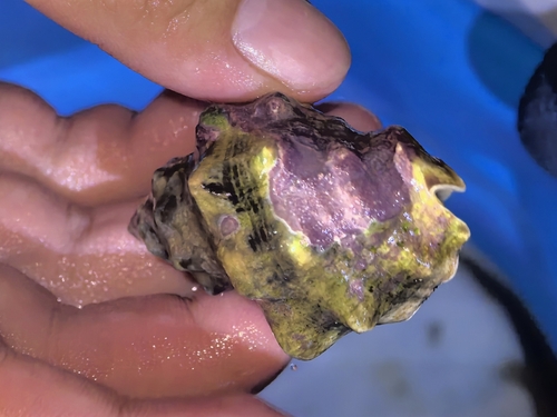 Thais tuberosa observed 2026-07-15