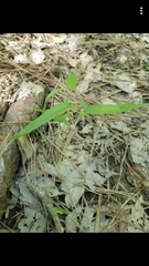 Endodeca serpentaria