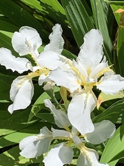 Iris tectorum
