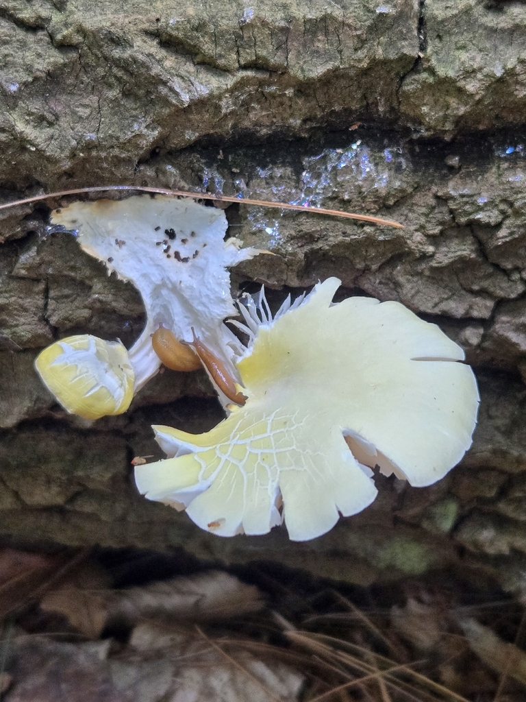 Golden Oyster Mushroom · July 2026 · photo: Photo: no rights reserved · iNaturalist