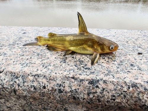 Korean Bullhead