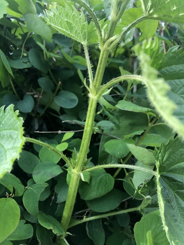 Didžioji dilgėlė nuotrauka