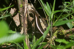 Copeoglossum nigropunctatum