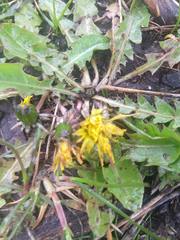 Taraxacum officinale