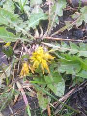 Taraxacum officinale