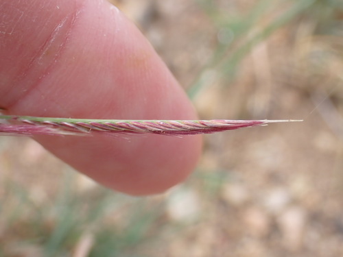 Red Grama