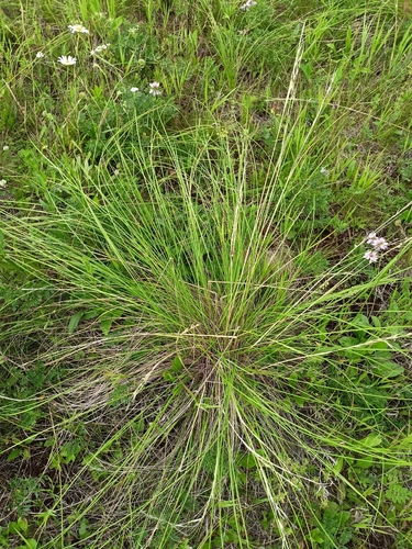 Stipa pennata observed 2026-07-15