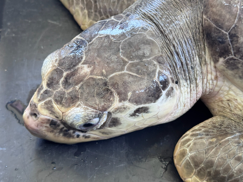 Kemp's Ridley Sea Turtle observed by keara87130